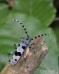 tesařík alpský (Brouci), Rosalia alpina, Cerambycidae,  Rosaliini (Coleoptera)